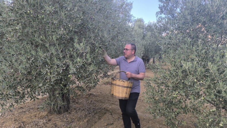 CHP’Lİ KARAKOZ İKTİDARI UYARDI: “ZEYTİNLİKLERİ RANTA AÇMAK MEMLKETE İHANETTİR”