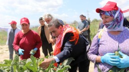 EFELER’İN TOPRAĞINDAN, EFELERLİ KADINLARIN EMEĞİYLE: ÇANAK ENGİNARLAR TÜKETİCİYLE BULUŞUYOR