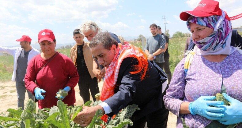 EFELER’İN TOPRAĞINDAN, EFELERLİ KADINLARIN EMEĞİYLE: ÇANAK ENGİNARLAR TÜKETİCİYLE BULUŞUYOR