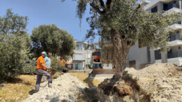 KUŞADASI’NDA ZEYTİN AĞACI NAKLİ