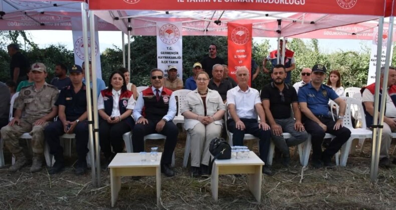 Germencik’te Sorgum Sudan Otu Melezi Hasadı