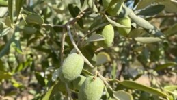 Aydın İl Tarım ve Orman Müdürlüğünden Zeytin Üreticilerine Zeytin Sineği Uyarısı