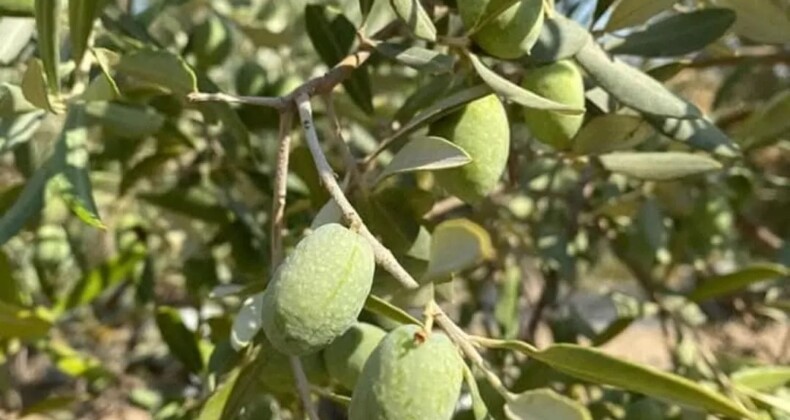 Aydın İl Tarım ve Orman Müdürlüğünden Zeytin Üreticilerine Zeytin Sineği Uyarısı