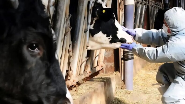 Şap Alarmı Aydınlığa Çıktı: Kuyucak’ta 13 Mahalleye Hayvan Giriş-Çıkışı Yasaklandı