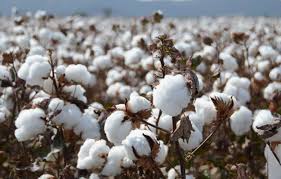 AYDIN’DA 2025 YILI MAKİNELİ PAMUK TOPLAMA ÜCRETİ BELİRLENDİ