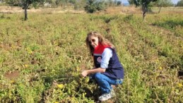 BUHARKENT’TE HASAT ÖNCESİ PESTİSİT DENETİMLERİ DEVAM EDİYOR