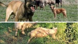 Söke’de sahipsiz köpekler koyunlara saldırdı: 2 ölü, 2 yaralı
