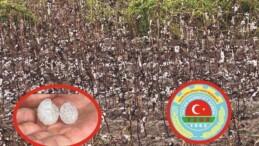 İncirliova’da Dolu Yağışı Tarım Arazilerine Zarar Verdi