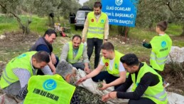 ÜLKÜ OCAKLARI AYDIN İL BAŞKANLIĞI ÇİNE’DE İLK ZEYTİN HASADINI GERÇEKLEŞTİRDİ