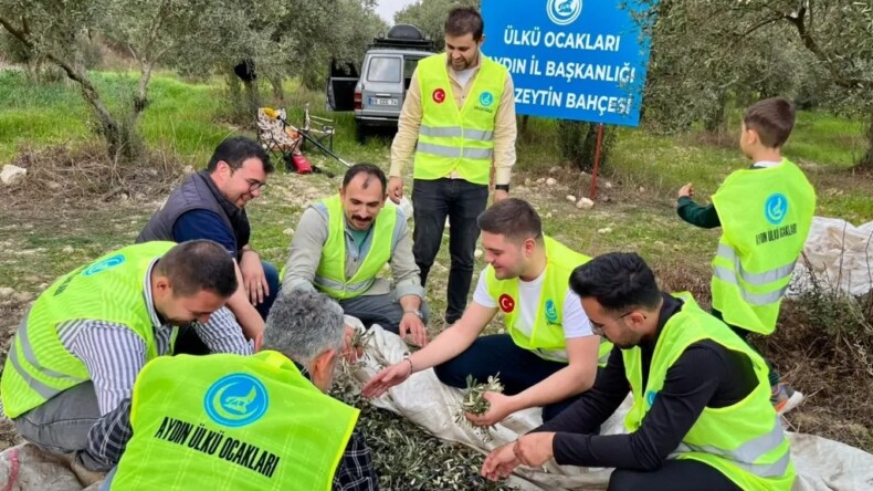 ÜLKÜ OCAKLARI AYDIN İL BAŞKANLIĞI ÇİNE’DE İLK ZEYTİN HASADINI GERÇEKLEŞTİRDİ