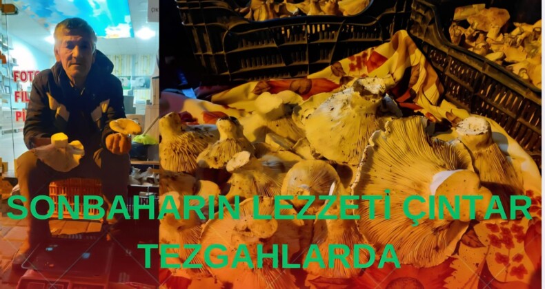 SONBAHARIN LEZZETİ ÇINTAR TEZGAHLARDA