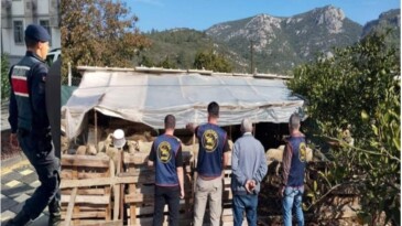 Aydın Jandarmasından Başarılı Hırsızlık Operasyonu: Çalınan 14 Küçükbaş Hayvan Sahibine Teslim Edildi