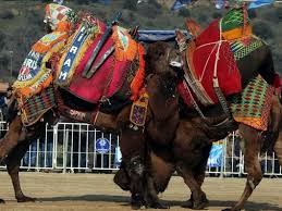 “Aydın’da deve güreşi sezonu tehlikede!”