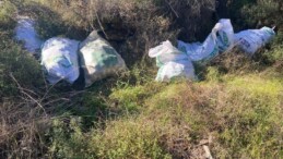 Jandarma Çine’deki Çam Fıstığı Hırsızlığını Kısa Sürede Aydınlattı