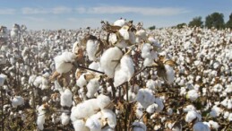 Pamuk Bitiyor, Borsa Susuyor: Söke Ovası’nda Üretici Pamuktan Uzaklaşıyor