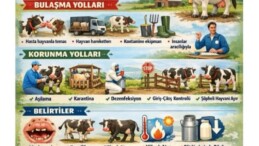 Sultanhisar Kavaklı Mahallesi’nde Şap Hastalığı Alarmı: Çok Sayıda Mahalle Karantinada