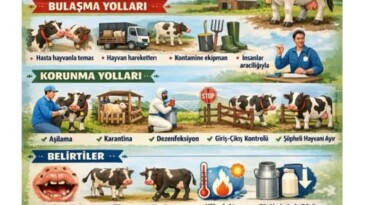 Sultanhisar Kavaklı Mahallesi’nde Şap Hastalığı Alarmı: Çok Sayıda Mahalle Karantinada