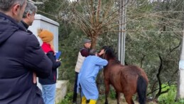 🐎 İncirliova’da Hayvan Sağlığı İçin Saha Çalışmaları Devam Ediyor
