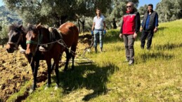 Teknoloji ve Gelenek Bir Arada Horozköy’de Atlarla Zeytinlik Sürülüyor