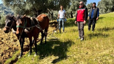 Teknoloji ve Gelenek Bir Arada Horozköy’de Atlarla Zeytinlik Sürülüyor