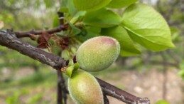 KÖŞK’TE BAHARIN MÜJDECİSİ: BAHÇELER YEŞİLE BÜRÜNDÜ
