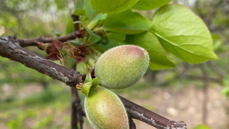 KÖŞK’TE BAHARIN MÜJDECİSİ: BAHÇELER YEŞİLE BÜRÜNDÜ