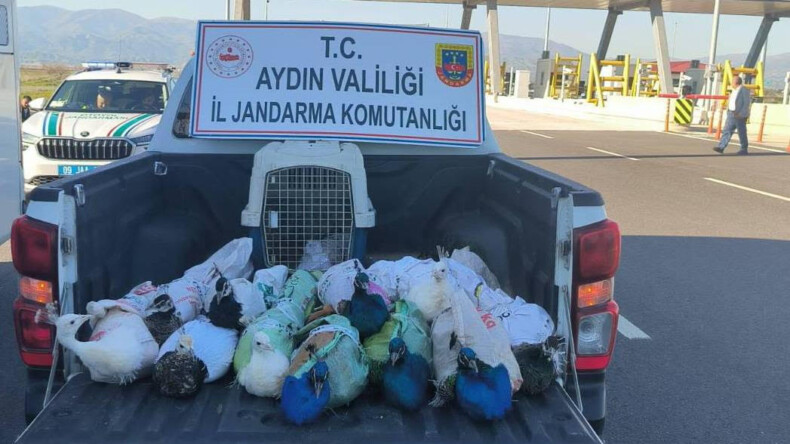 Nazilli otoyolunda yolcu otobüsünde kaçak tavus kuşu ele geçirildi