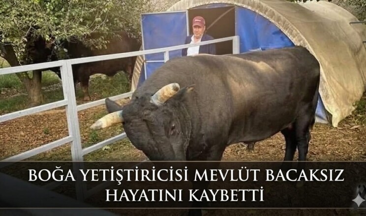 İncirliova Yasta: Boğa Yetiştiricisi Mevlüt Bacaksız Hayatını Kaybetti
