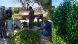 10 DÖNÜMLÜK TARLADA “YEŞİL ALTIN” ÜRETİYOR