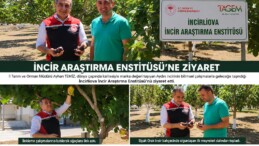 İncir Araştırma Enstitüsü’nde İlekleme Mesaisi: İlk Siyah Orak İncirleri Dalından Toplandı