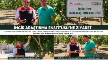 İncir Araştırma Enstitüsü’nde İlekleme Mesaisi: İlk Siyah Orak İncirleri Dalından Toplandı