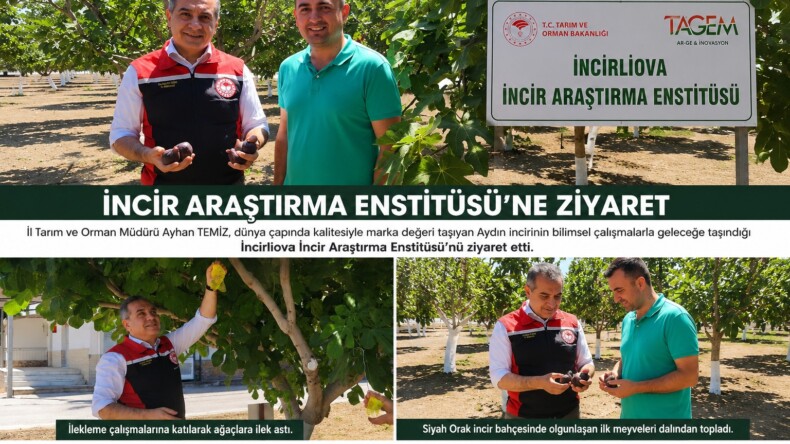 İncir Araştırma Enstitüsü’nde İlekleme Mesaisi: İlk Siyah Orak İncirleri Dalından Toplandı