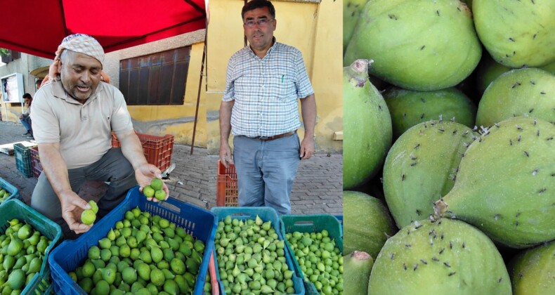 AYDIN’DA İLEK SEZONU BAŞLADI: KALİTELİ İLEĞİN KİLOSU 500 TL’YE KADAR ÇIKIYOR