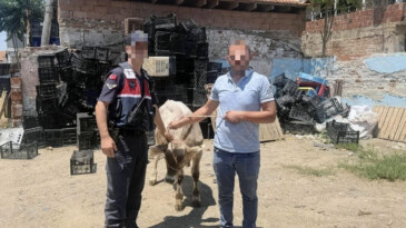 İncirliova’da Büyükbaş Hayvan Hırsızlığı Aydınlatıldı