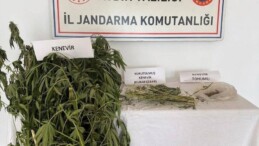 Efeler’de ikamette kenevir yetiştiren 2 şüpheli yakalandı