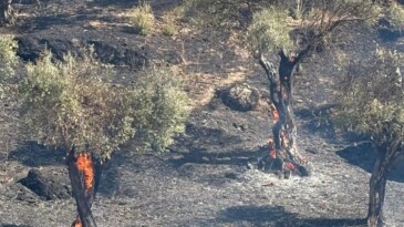 KOÇARLI’DA ZEYTİNLİK ALANDA YANGIN PANİĞİ