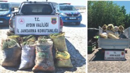 Didim’de doğal koruma alanlarında kaçak bitki topladığı belirlenen 8 kişiye işlem