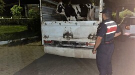 Çine’de 365 Bin Liralık Büyükbaş Hayvan Dolandırıcılığı Aydınlatıldı