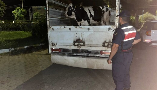Çine’de 365 Bin Liralık Büyükbaş Hayvan Dolandırıcılığı Aydınlatıldı