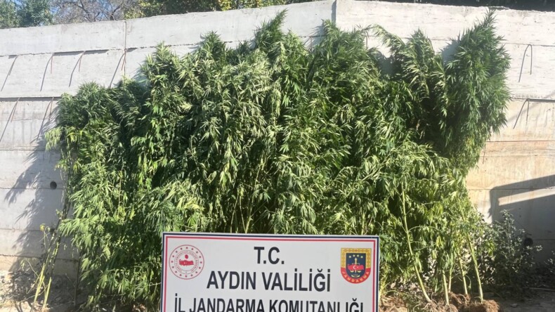 Efeler’de ikamette 250 kök kenevir ele geçirildi